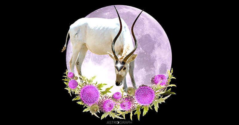 A Capricorn Full Moon of Integration and Growth